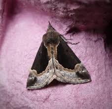 Attēlu rezultāti vaicājumam “Hypena crassalis”