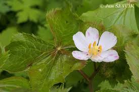 Attēlu rezultāti vaicājumam “Podophyllum hexandrum”