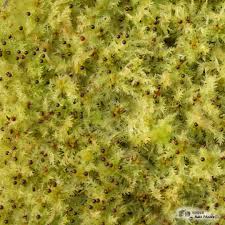 Attēlu rezultāti vaicājumam “Sphagnum compactum”