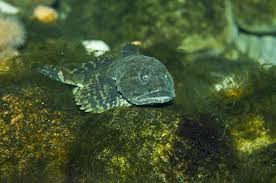 Image result for Myoxocephalus scorpius