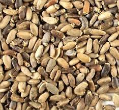 Attēlu rezultāti vaicājumam “Silybum marianum fruit”