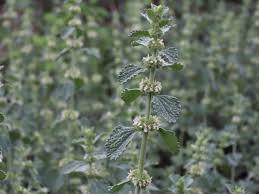 Image result for Marrubium vulgare