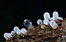 Attēlu rezultāti vaicājumam “Stemonitis marjana macro”