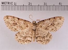 Attēlu rezultāti vaicājumam “Ectropis crepuscularia”