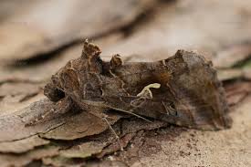 Attēlu rezultāti vaicājumam “Autographa gamma”