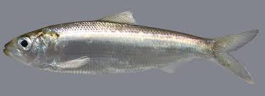 Image result for Alosa alabamae