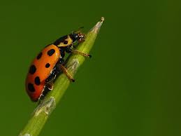 Attēlu rezultāti vaicājumam “Hippodamia tredecimpunctata”