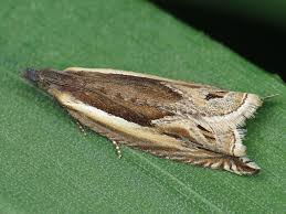 Attēlu rezultāti vaicājumam “Ancylis apicella”