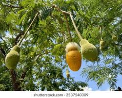 Attēlu rezultāti vaicājumam “Telekia speciosa bud”