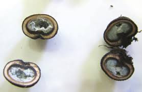 Attēlu rezultāti vaicājumam “Pachyphloeus melanoxanthus”