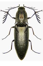 Attēlu rezultāti vaicājumam “Ctenicera pectinicornis female”