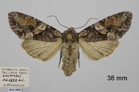 Attēlu rezultāti vaicājumam “Lacanobia contigua imago”