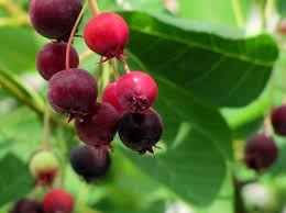 Attēlu rezultāti vaicājumam “Amelanchier spicata fruit”