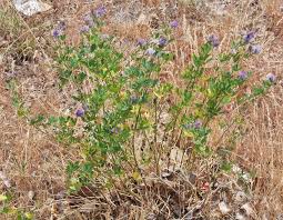 Attēlu rezultāti vaicājumam “Medicago sativa subsp. sativa”