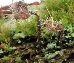 Attēlu rezultāti vaicājumam “Tilachlidium brachiatum”