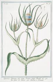 Image result for Dipsacus silvestris