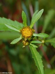 Attēlu rezultāti vaicājumam “Bidens tripartita flower”