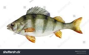 Attēlu rezultāti vaicājumam “Perca fluviatilis”