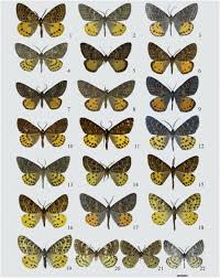 Attēlu rezultāti vaicājumam “Arichanna melanaria”