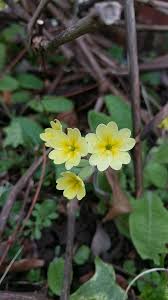 Attēlu rezultāti vaicājumam “Primula elatior flower”
