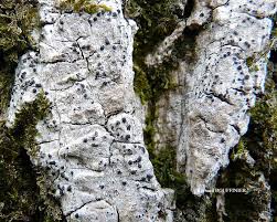 Attēlu rezultāti vaicājumam “Acrocordia gemmata”