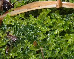 Attēlu rezultāti vaicājumam “Hygroamblystegium humile sporophyte”
