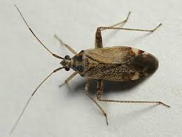 Attēlu rezultāti vaicājumam “Closterotomus biclavatus nymph”