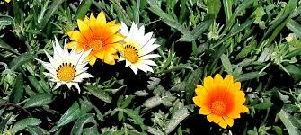 Image result for Gazanien