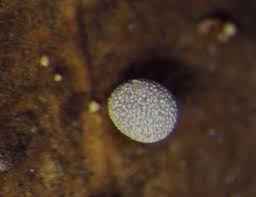 Attēlu rezultāti vaicājumam “Physarum album spores”