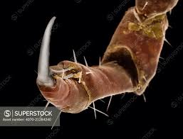 Attēlu rezultāti vaicājumam “Pediculus humanus capitis”