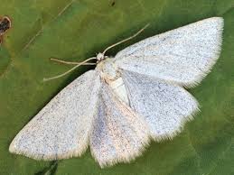 Attēlu rezultāti vaicājumam “Epirranthis diversata”