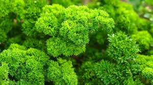 Image result for Petersilie