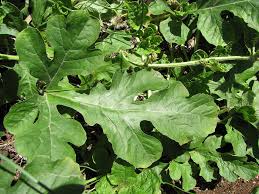 Attēlu rezultāti vaicājumam “Citrullus lanatus”