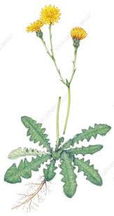 Attēlu rezultāti vaicājumam “Hypochaeris radicata fruit”