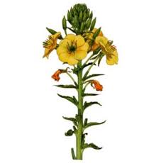 Image result for Nachtkerze