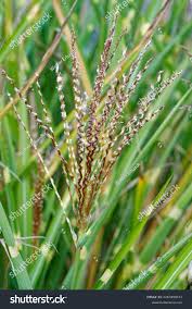 Image result for Miscanthus sinensis Zebrina