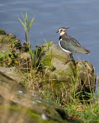 Attēlu rezultāti vaicājumam “Vanellus vanellus”