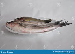 Image result for Mugil