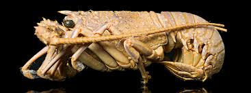 Attēlu rezultāti vaicājumam “Crustacea”