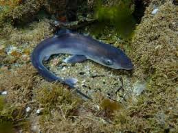 Image result for Galeorhinus galeus