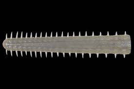 Image result for Pristis pristis