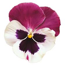 Image result for Viola wittrockiana