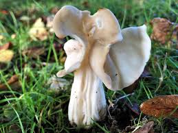 Attēlu rezultāti vaicājumam “Helvella crispa”