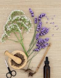 Attēlu rezultāti vaicājumam “Valeriana officinalis bud”