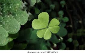 Attēlu rezultāti vaicājumam “Trifolium repens leaf”