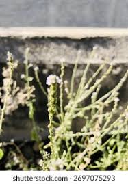 Attēlu rezultāti vaicājumam “Cakile maritima subsp. baltica”