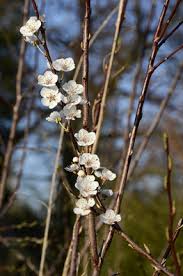 Attēlu rezultāti vaicājumam “Prunus cerasifera var. divaricata”