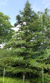 Attēlu rezultāti vaicājumam “Abies koreana”