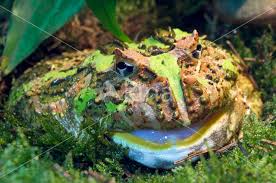 Image result for Ceratophrys ornata