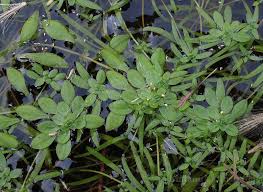 Attēlu rezultāti vaicājumam “Callitrichaceae”